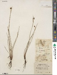 Sisyrinchium angustifolium image