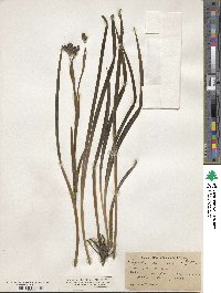 Sisyrinchium arizonicum image