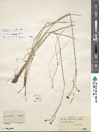 Sisyrinchium atlanticum image