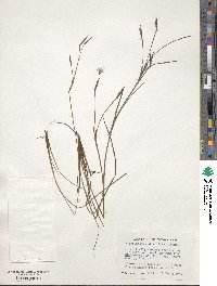 Sisyrinchium atlanticum image