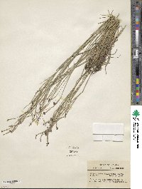 Sisyrinchium atlanticum image