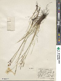 Sisyrinchium atlanticum image