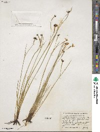 Sisyrinchium atlanticum image