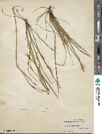 Sisyrinchium atlanticum image