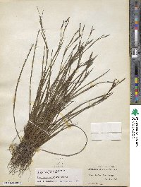 Sisyrinchium atlanticum image