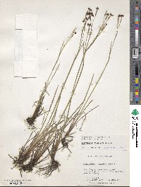 Sisyrinchium atlanticum image