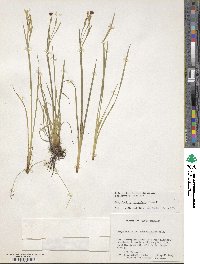 Sisyrinchium atlanticum image