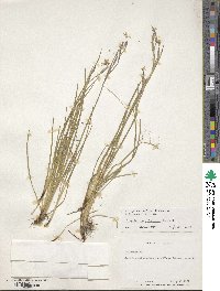 Sisyrinchium atlanticum image