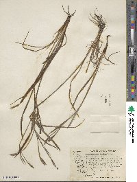 Sisyrinchium bellum image