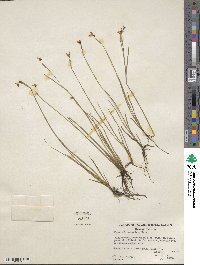 Sisyrinchium bellum image