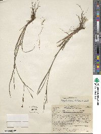 Sisyrinchium bellum image