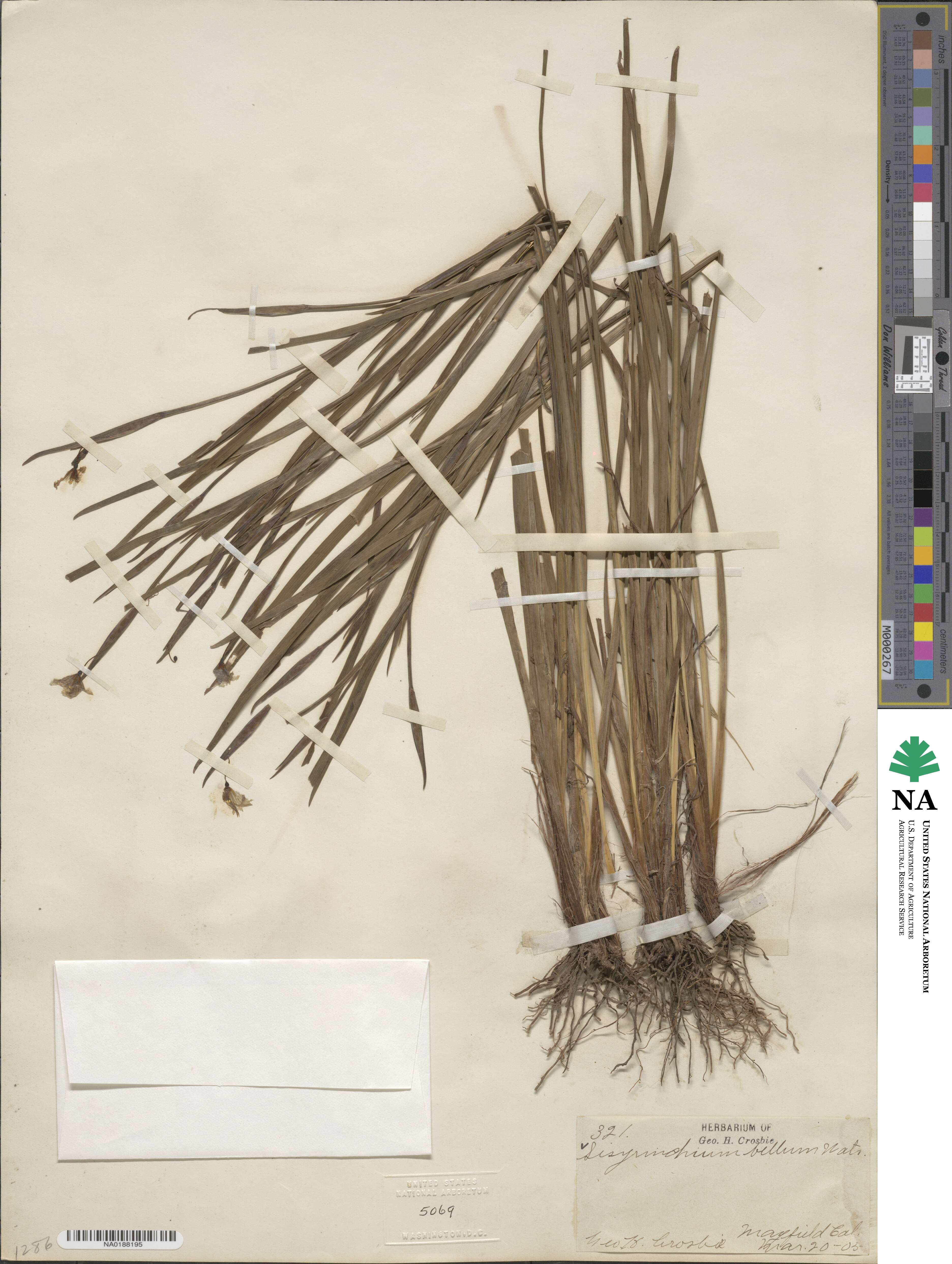 Sisyrinchium bellum image