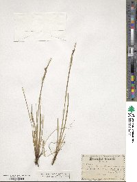 Sisyrinchium bermudiana image