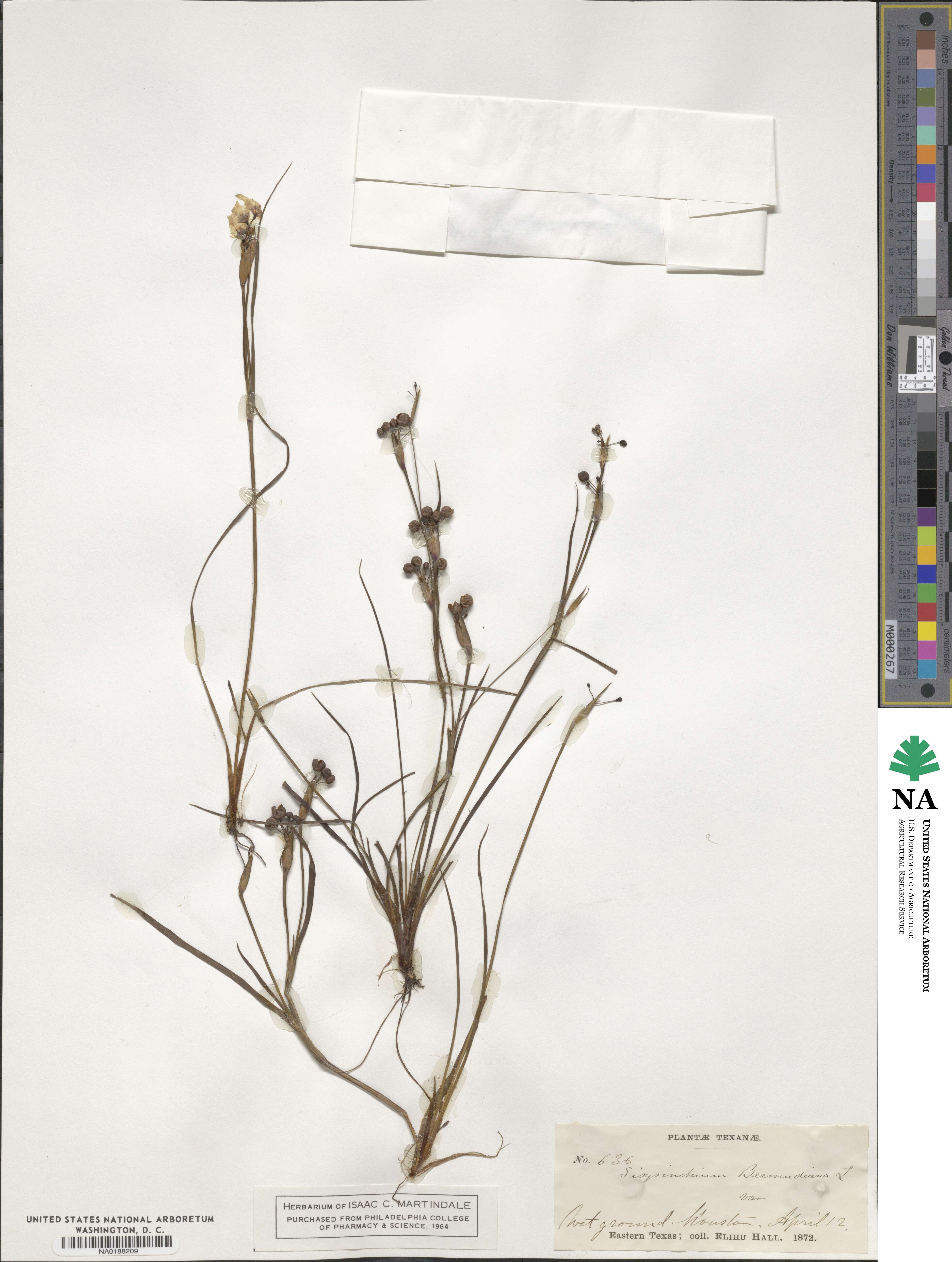 Sisyrinchium bermudiana image