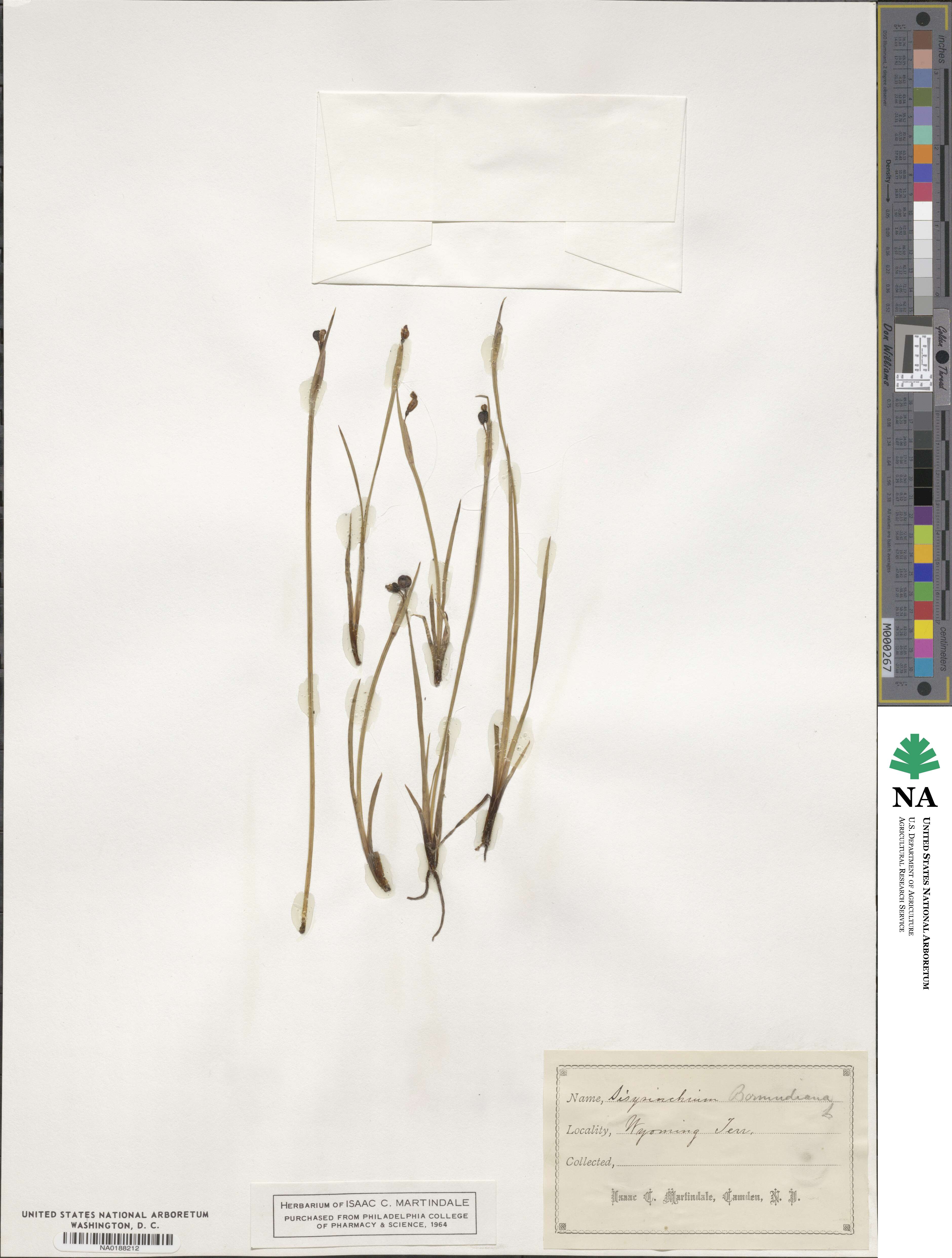 Sisyrinchium bermudiana image