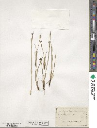 Sisyrinchium bermudiana image