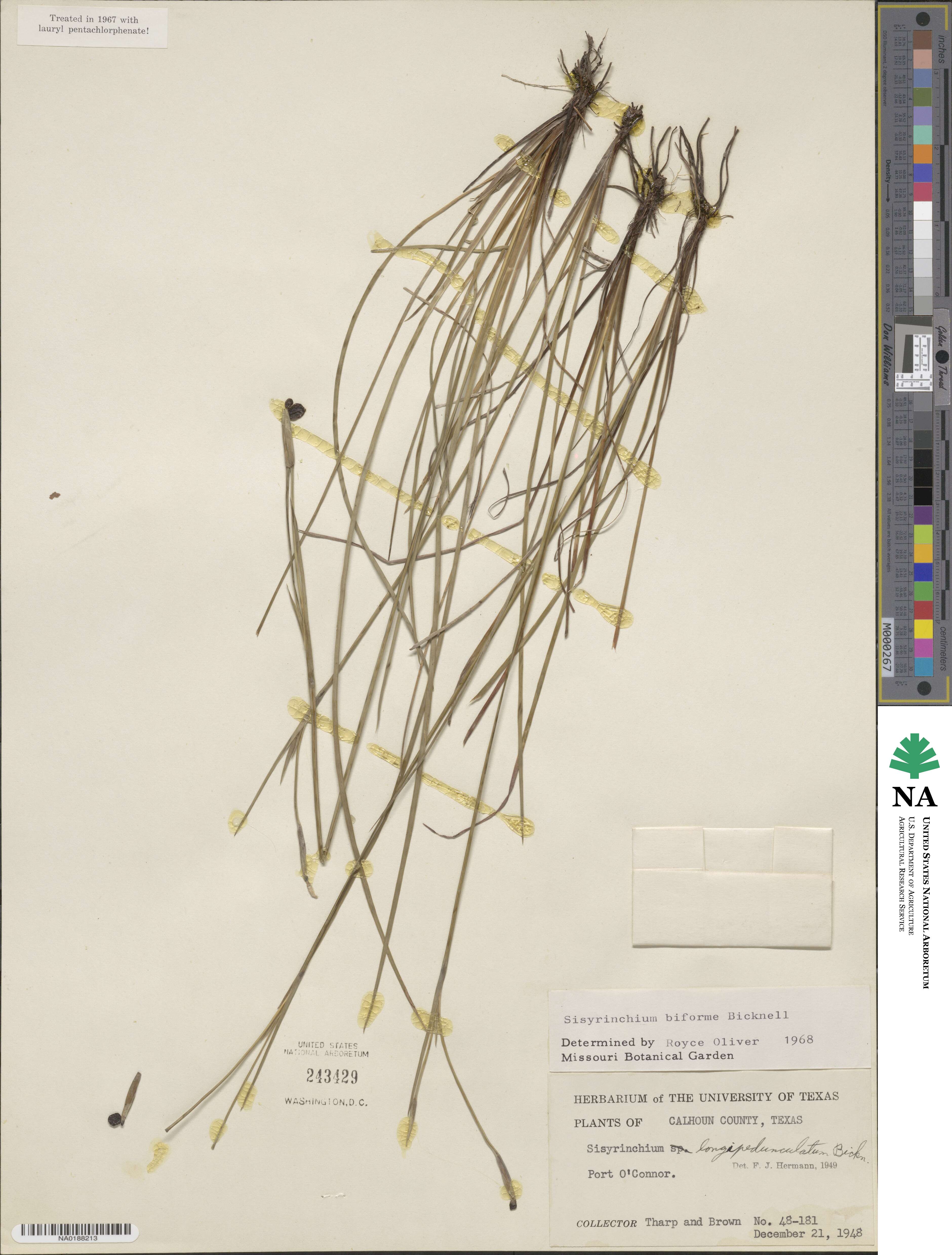 Sisyrinchium biforme image