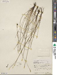 Sisyrinchium biforme image