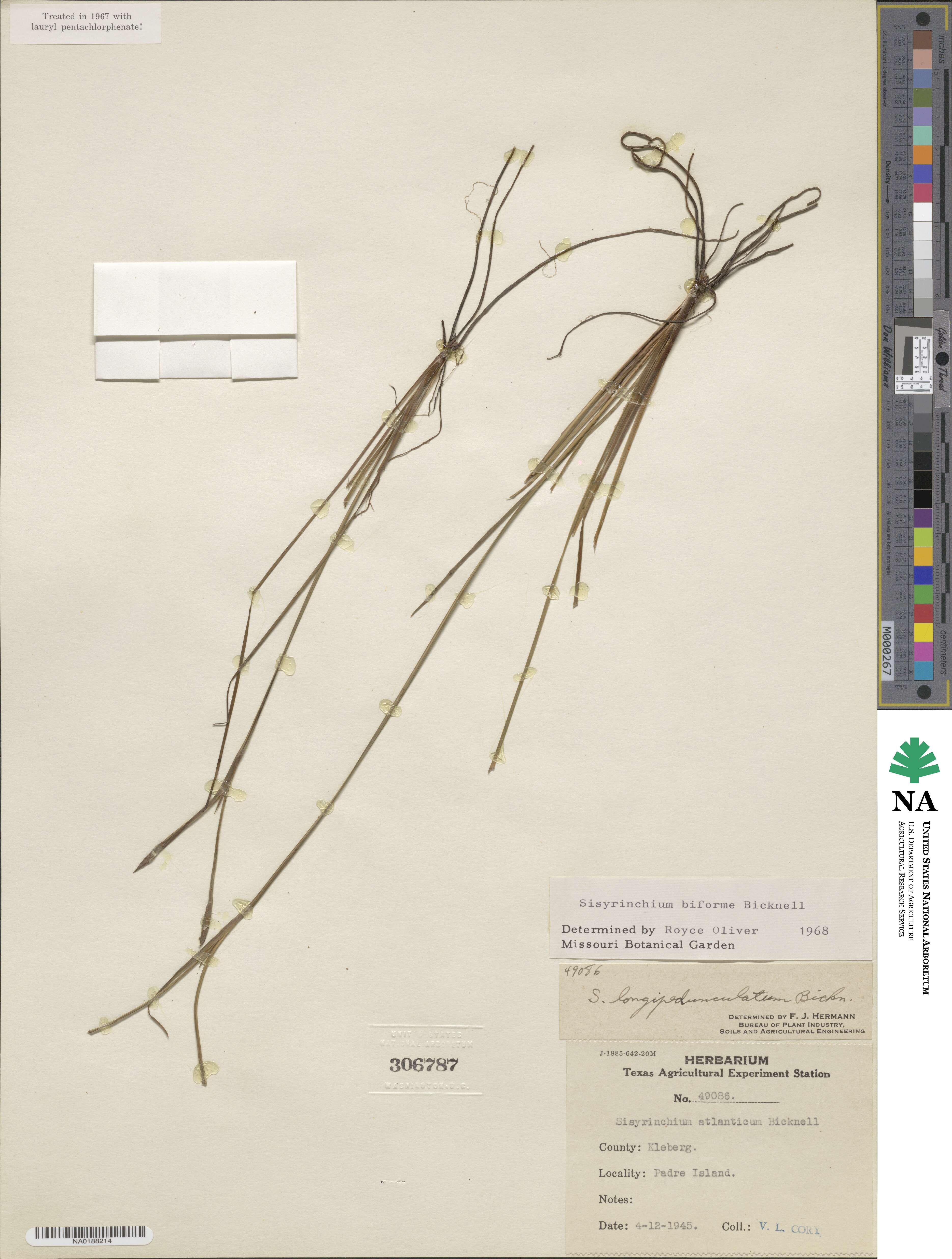 Sisyrinchium biforme image