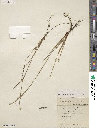 Sisyrinchium biforme image