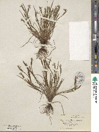 Image of Sisyrinchium pruinosum