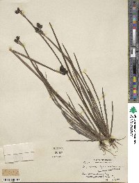 Sisyrinchium californicum image