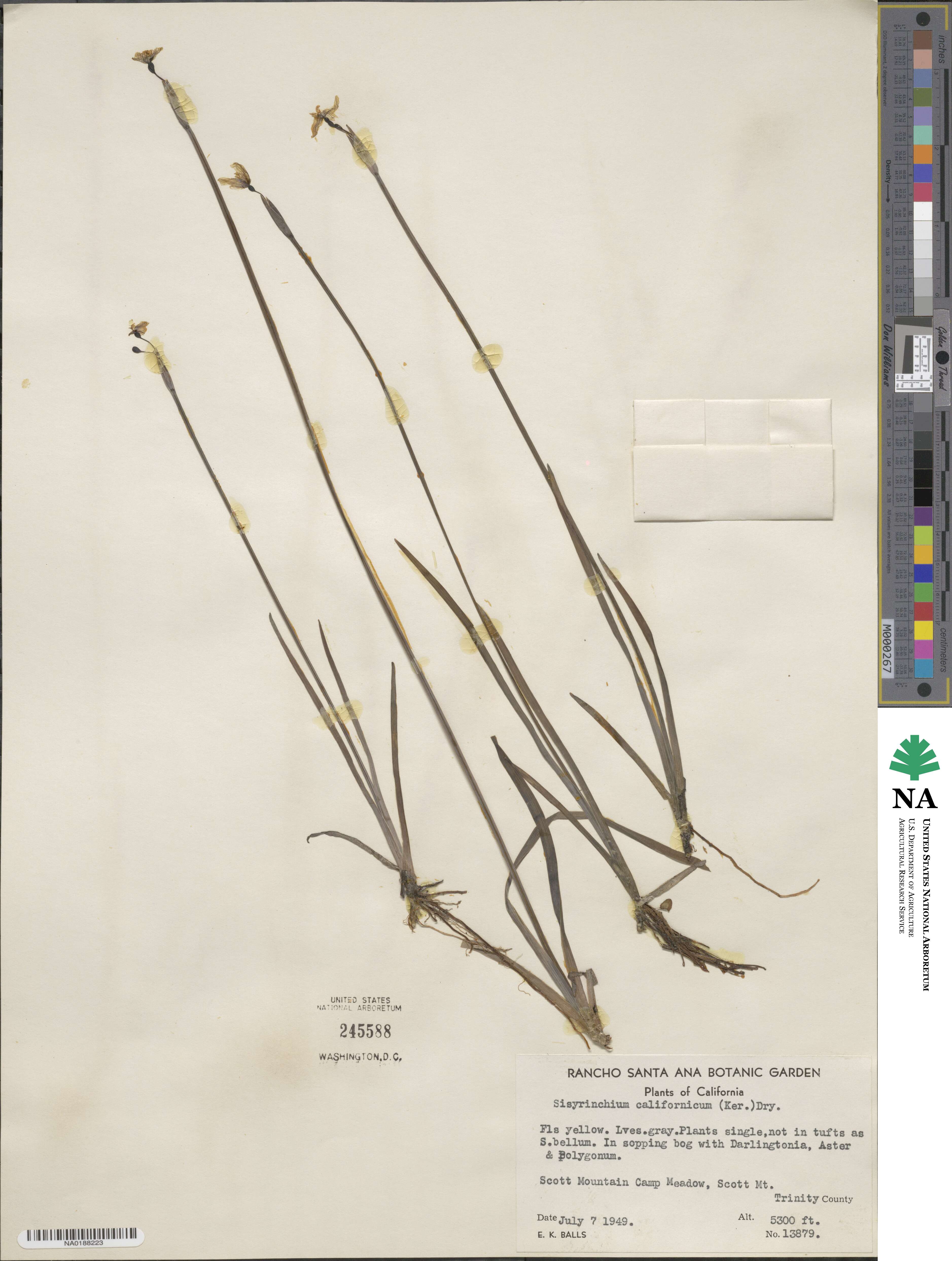 Sisyrinchium californicum image