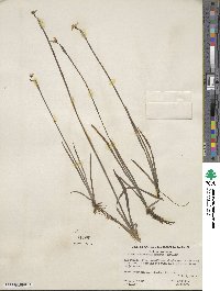 Sisyrinchium californicum image