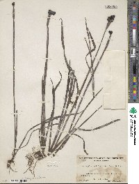 Sisyrinchium californicum image