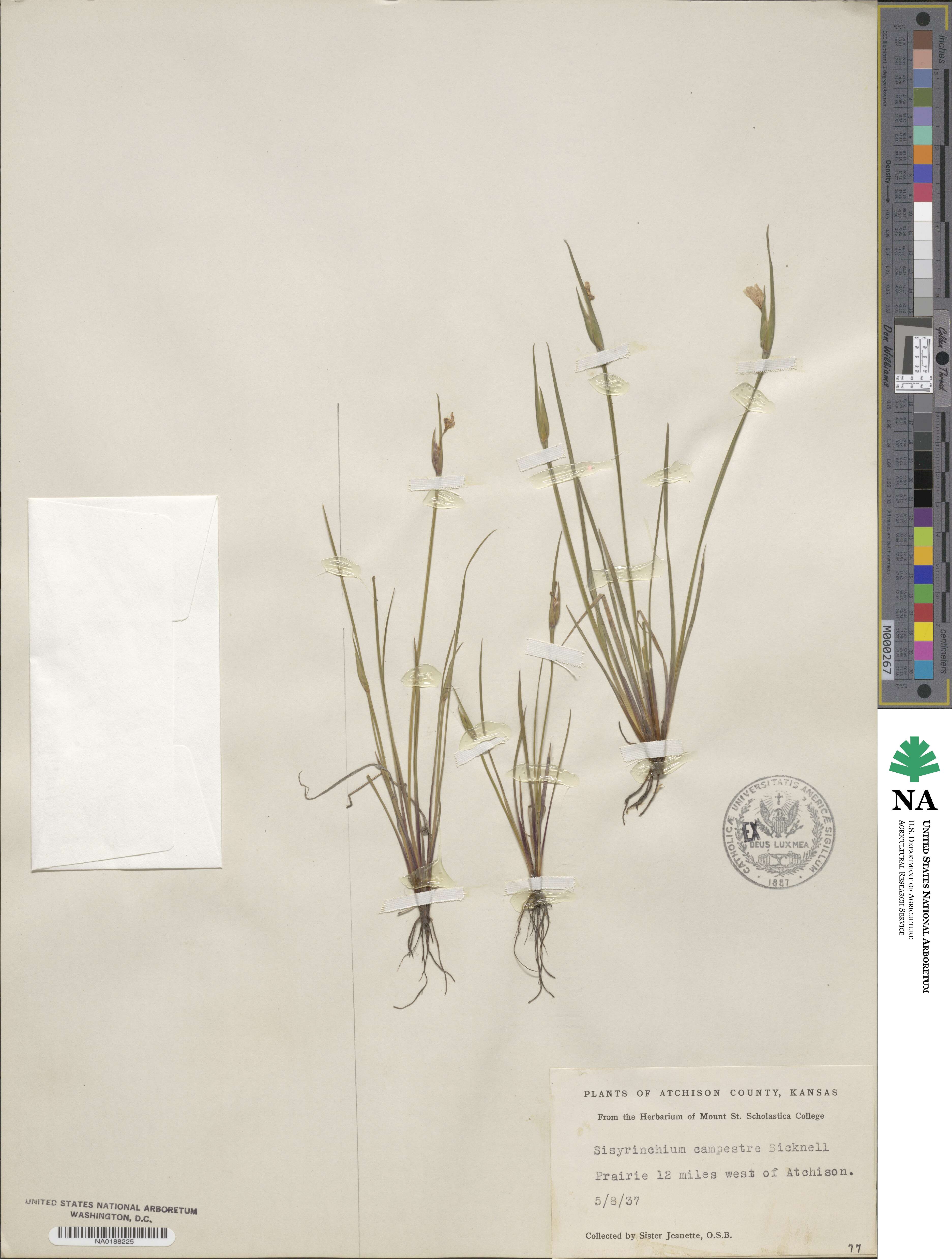 Sisyrinchium campestre image