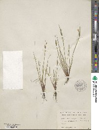 Sisyrinchium campestre image