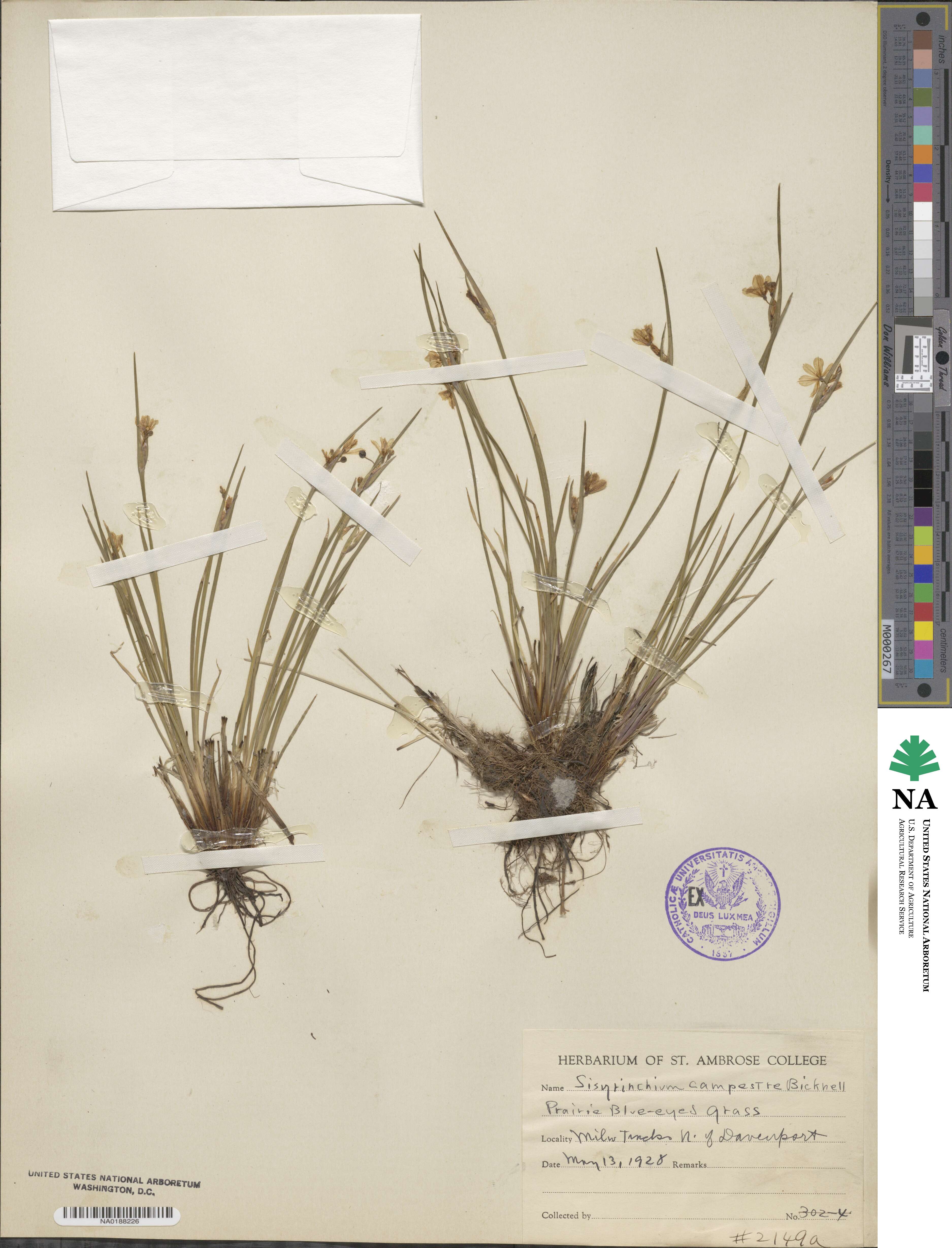 Sisyrinchium campestre image