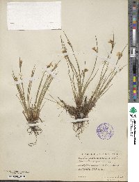 Sisyrinchium campestre image