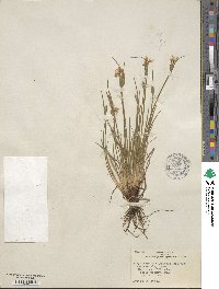 Sisyrinchium campestre image