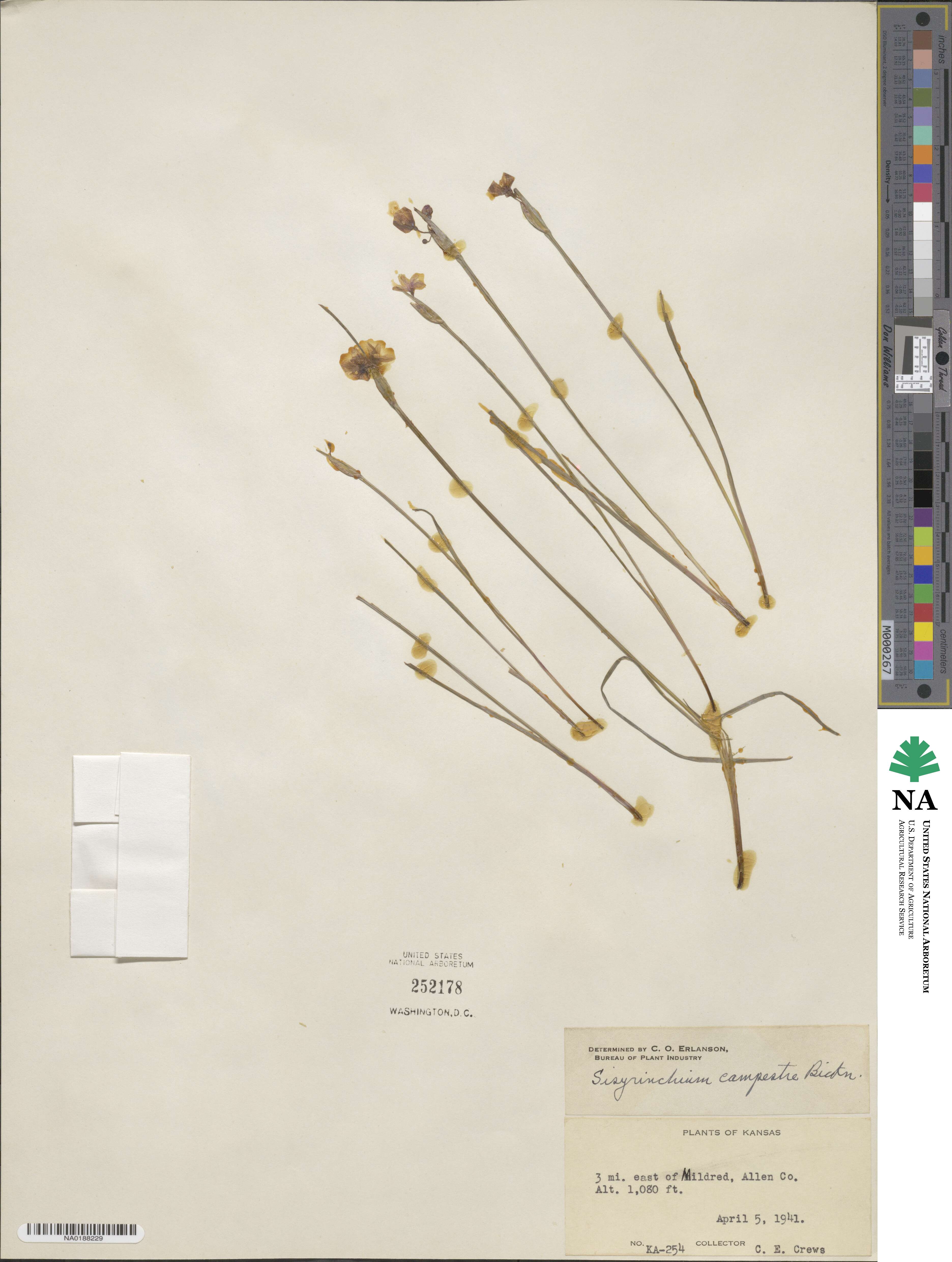 Sisyrinchium campestre image