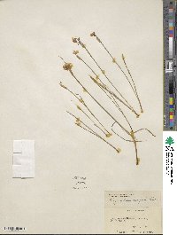 Sisyrinchium campestre image