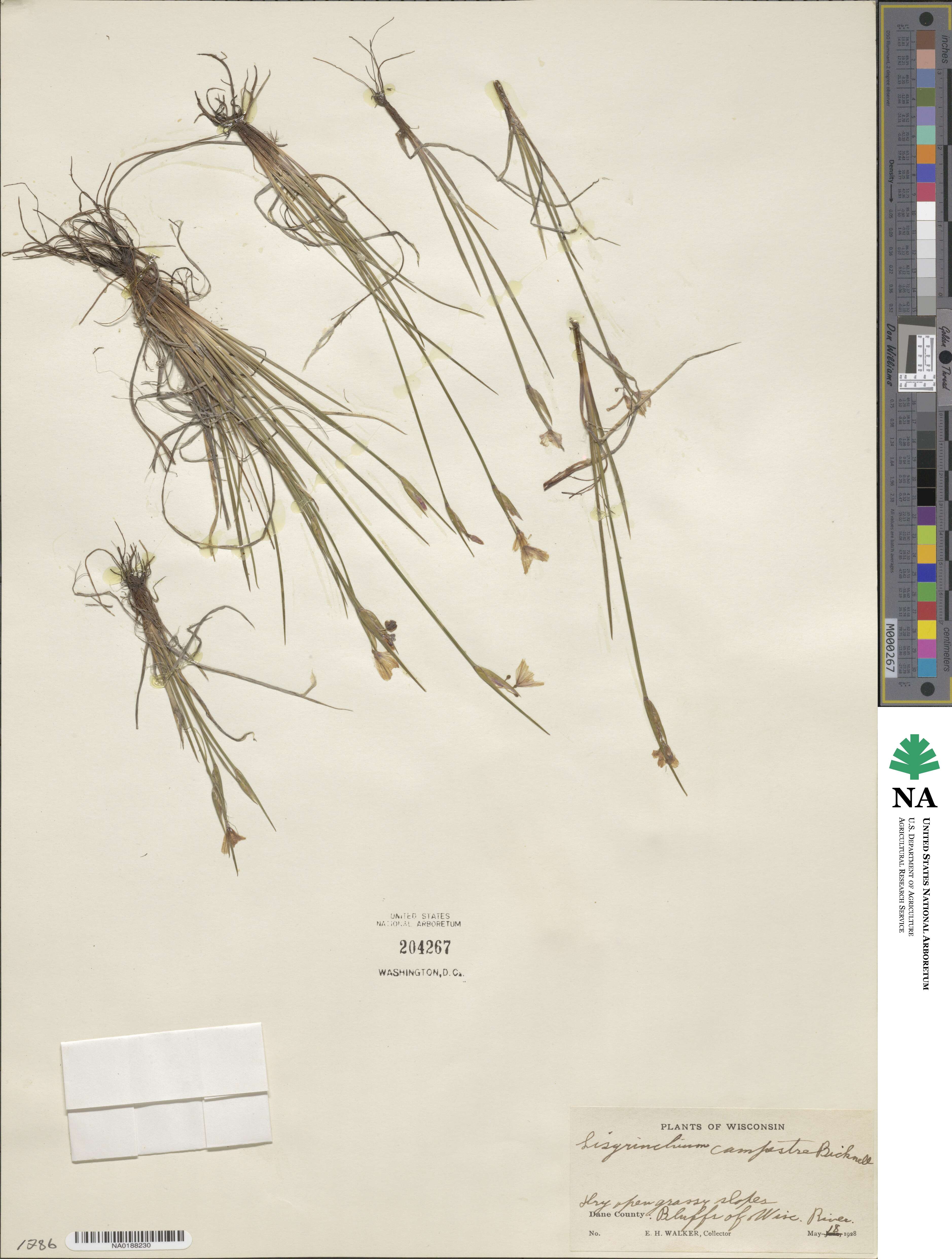 Sisyrinchium campestre image