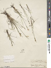 Sisyrinchium campestre image