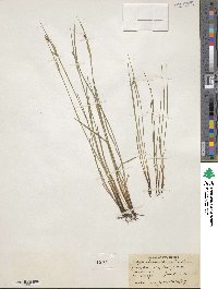 Sisyrinchium campestre image