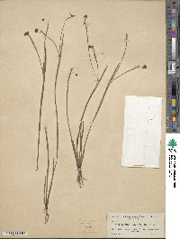 Sisyrinchium angustifolium image