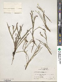 Sisyrinchium ensigerum image