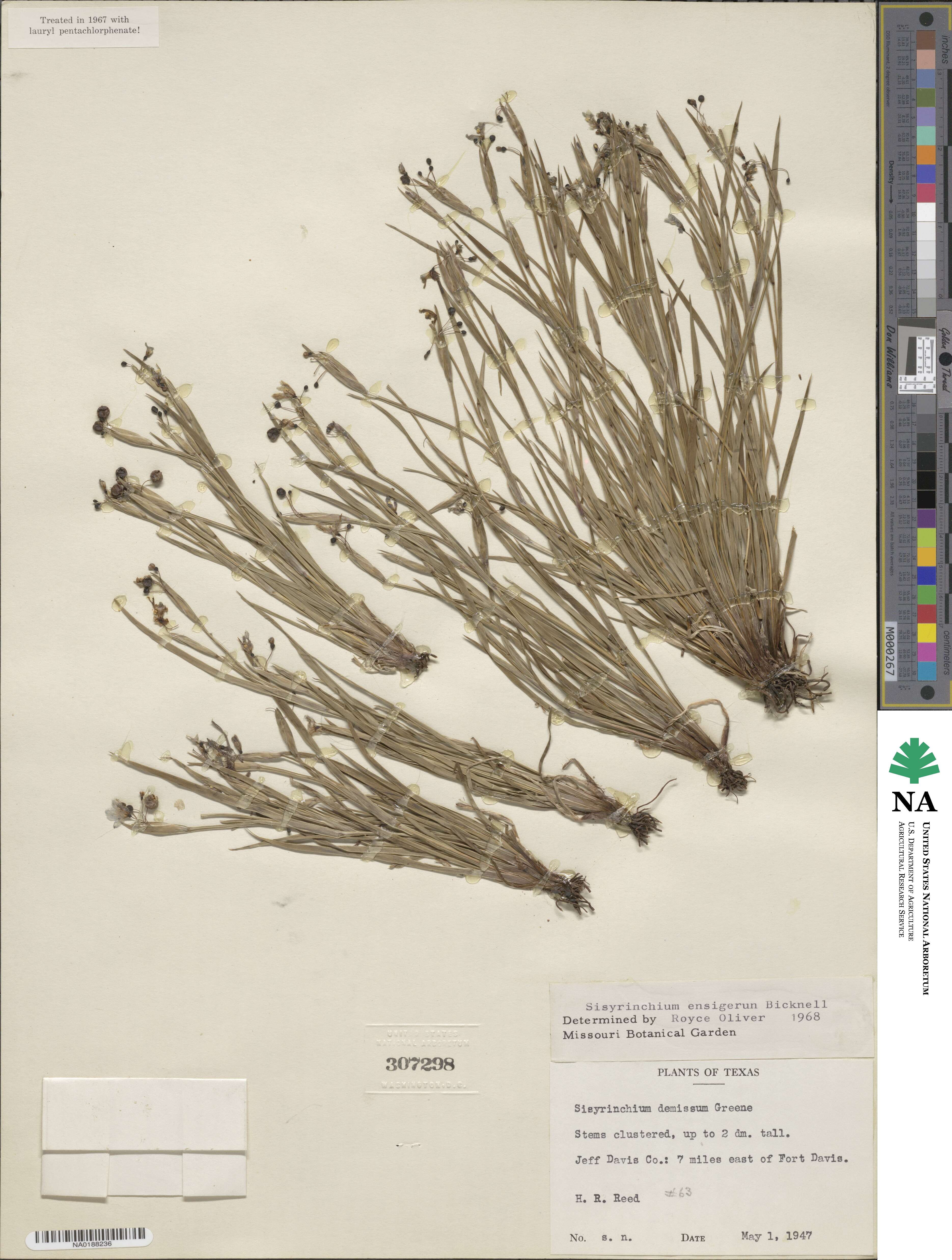 Sisyrinchium demissum image