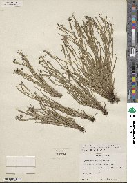 Sisyrinchium demissum image