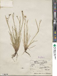 Sisyrinchium demissum image