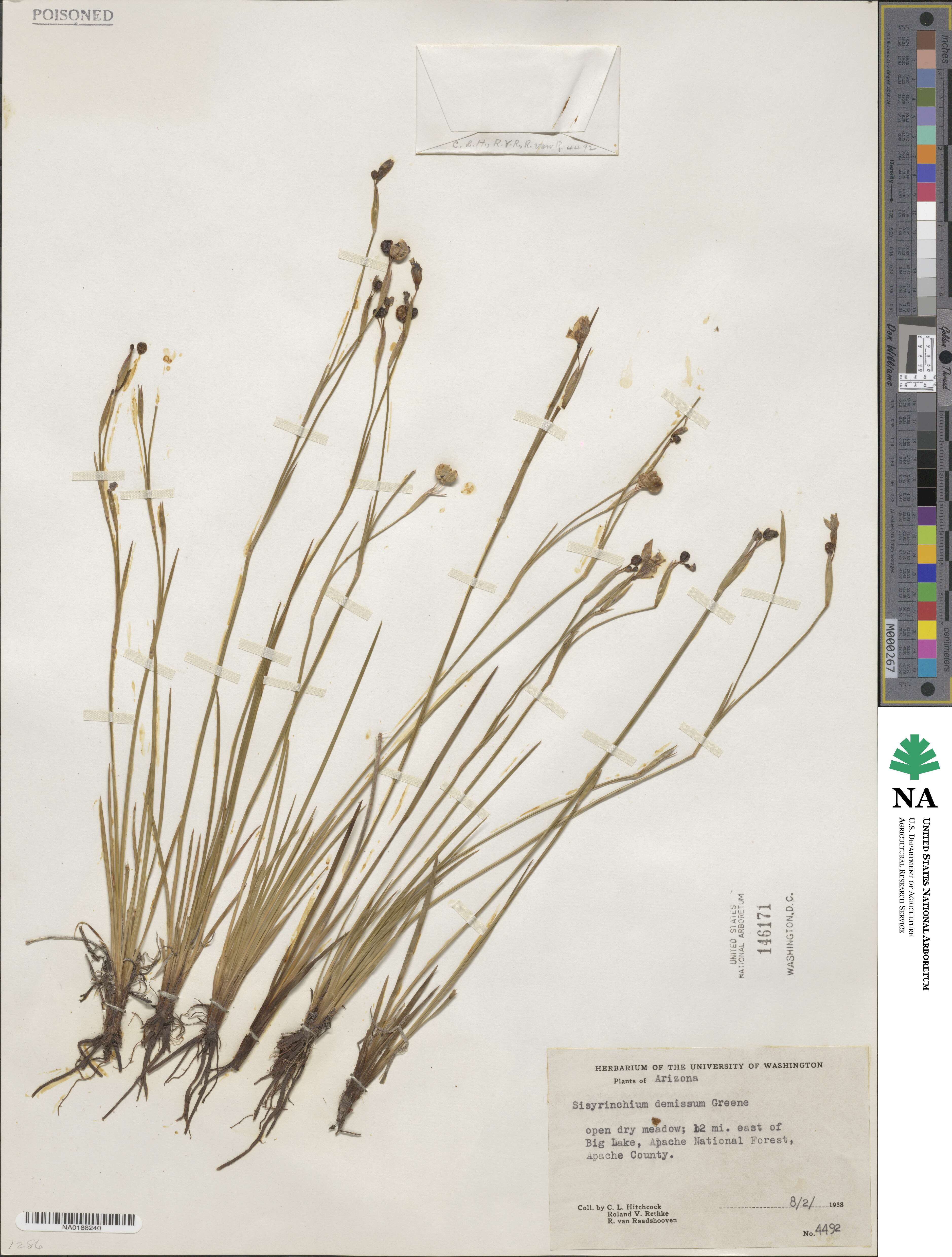 Sisyrinchium demissum image