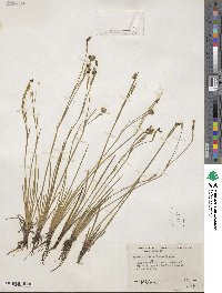 Sisyrinchium demissum image