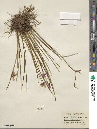 Olsynium douglasii image