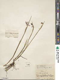 Olsynium douglasii image