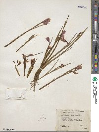 Olsynium douglasii image