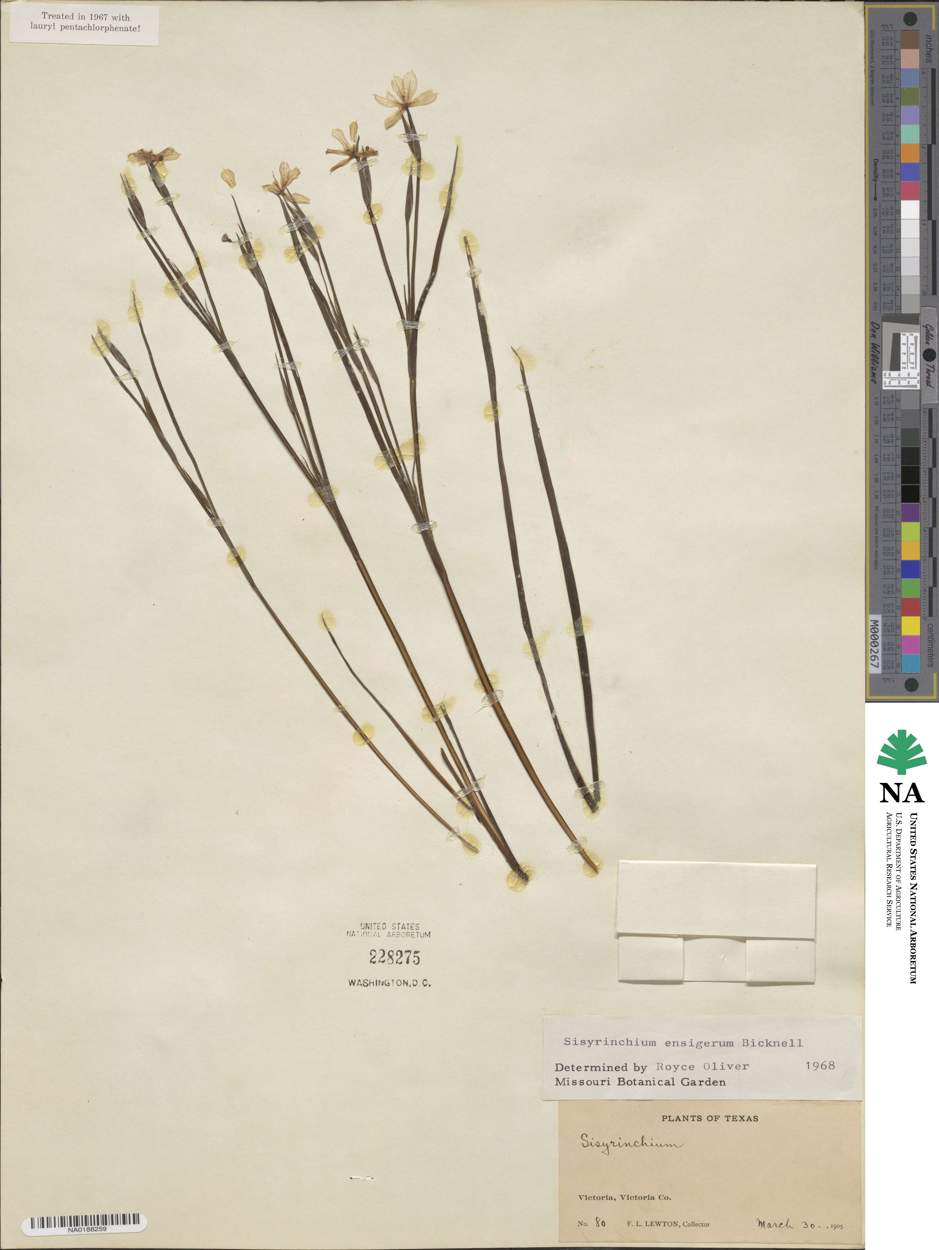 Sisyrinchium ensigerum image